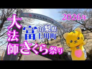【山梨県富士川町】大法師公園の桜が見頃。さくら名所100選の春景色を動画で紹介