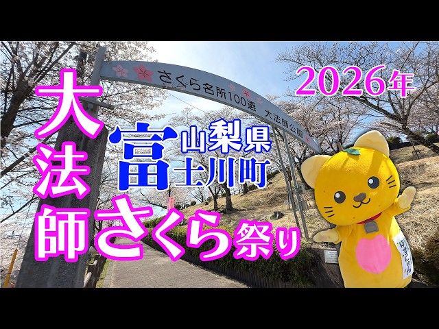 【山梨県富士川町】大法師公園の桜が見頃。さくら名所100選の春景色を動画で紹介